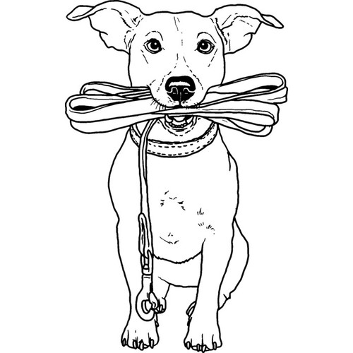 Jack russell holding - holding, lead'