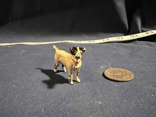 Jack russell terrier - jack,