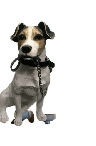 Jack russell terrior - russell,