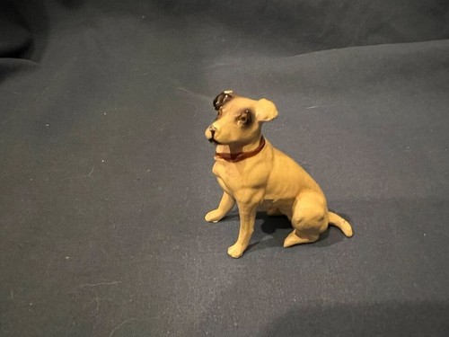 Jack russell terrier - jack,
